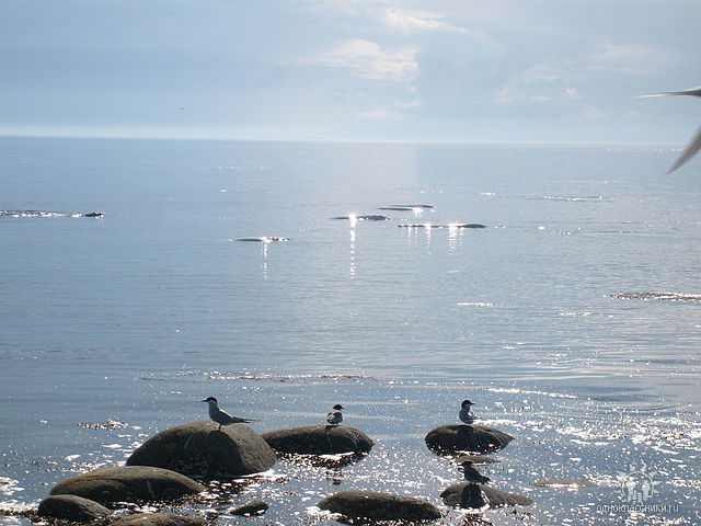 Елена Макарова