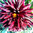 Эльвира Равилова