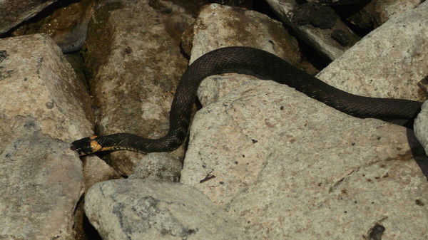 Анна Машталерова