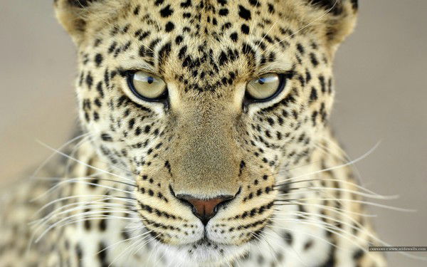 Михаил Медведев