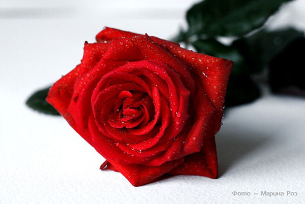 Маргарита Скорик