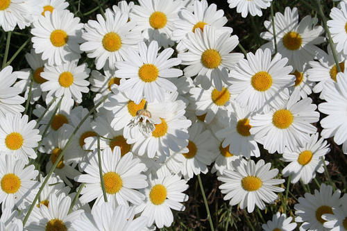 Марияш Дюсова