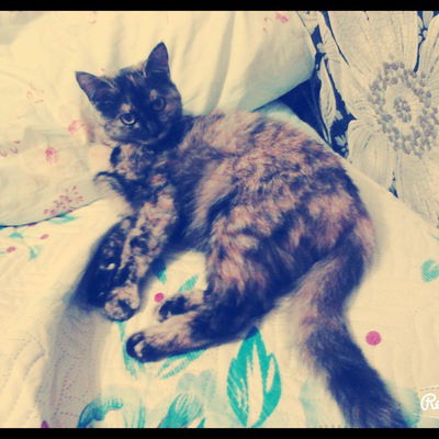 Диана Павлова