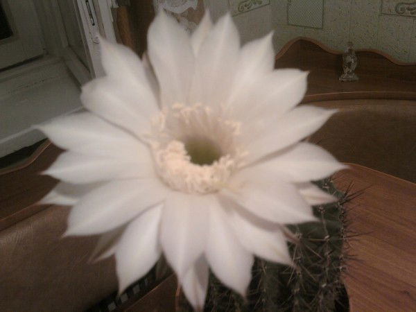 Любовь Никулина