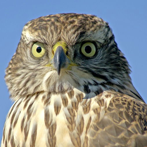 Иван Лесовик