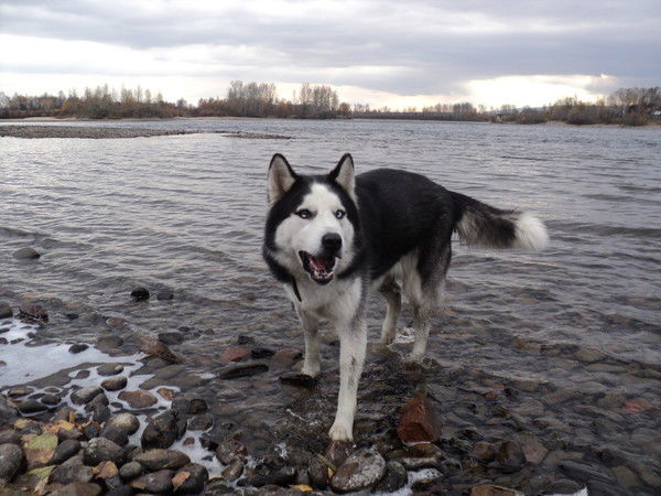 Алексей Горемыкин