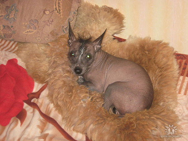 Алексей Пелин