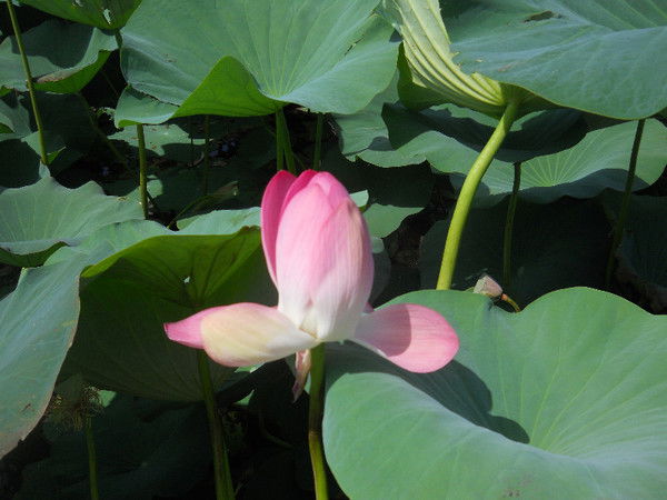 Лариса Владимирова