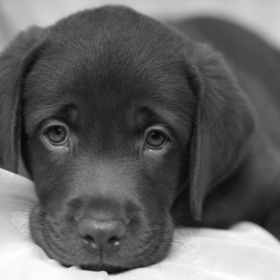 Ахмет Псянчин