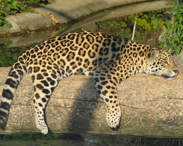 Евгений Мещанинов