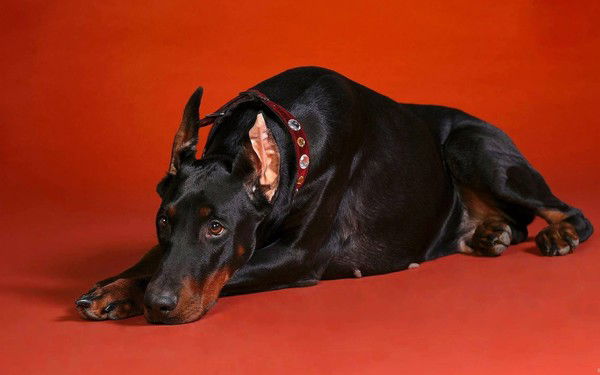 Елена Николаевская