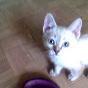 Aleksa Sin
