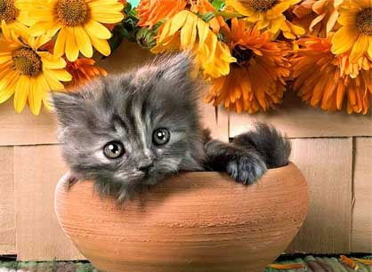 Михаил Рыбенко