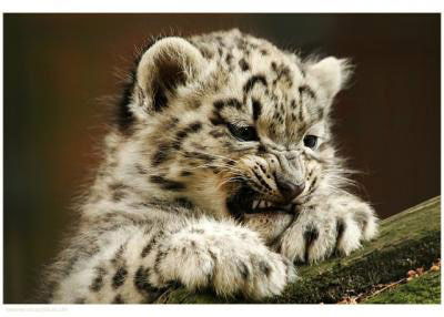 Марина Печенюк