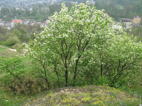 Наталя Кульчицька