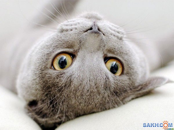 Мария Аглушевич