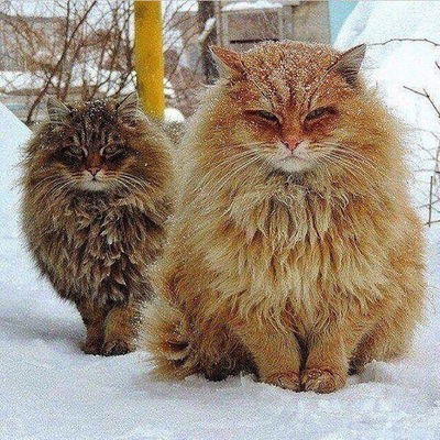 Алёна Дворяненко