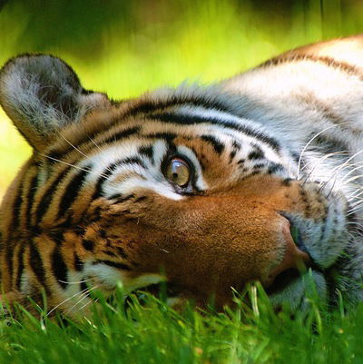 Илья Давыдов