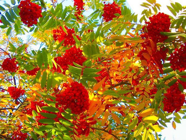 Елена Карпова