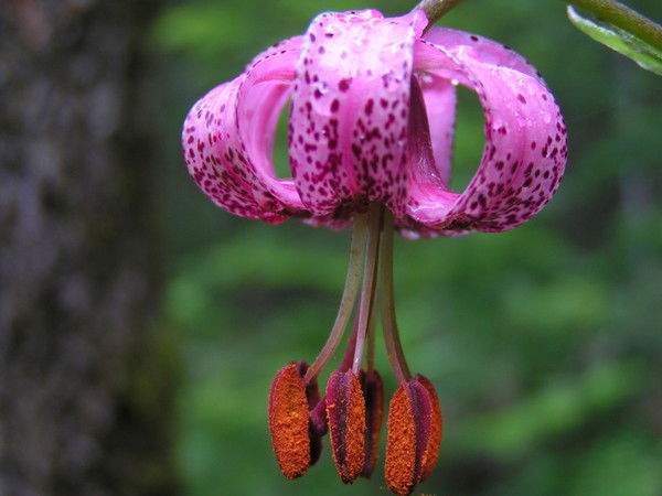 Екатерина Степанова