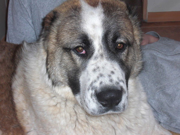 Сергій Костич