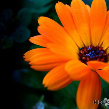 Люба Орлова