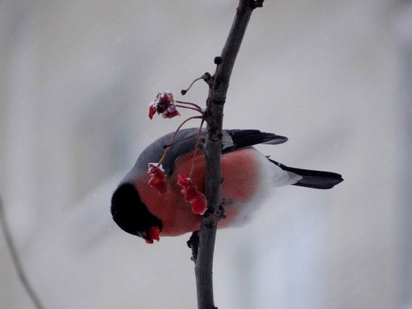 Дарья Селиванчик