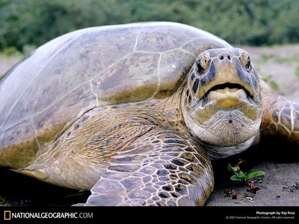 Паша Котелевский