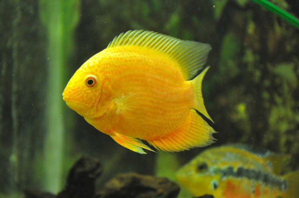 Ирина Оленникова