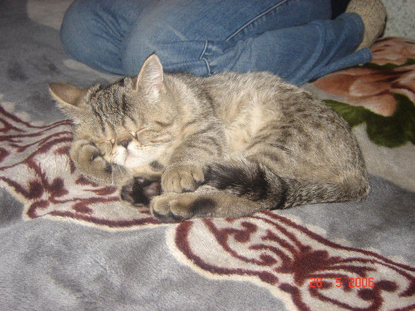 Елена Уральцева