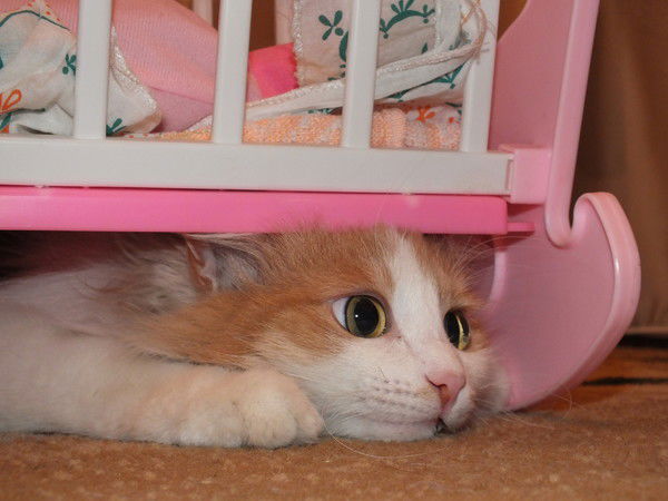 Роман Павленко