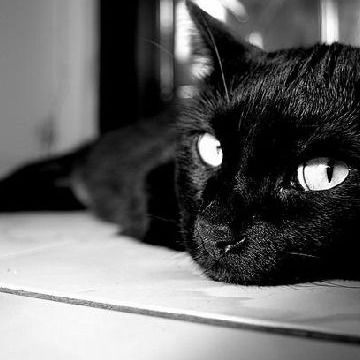 Вика Шкребова