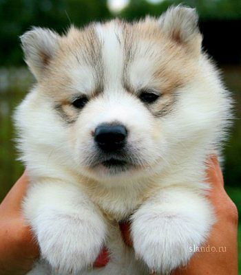 Леночка Сергеева