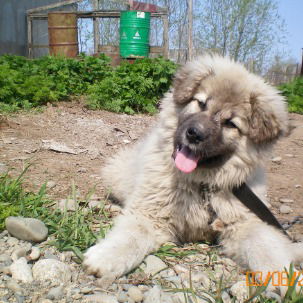 Светлана Мокляк