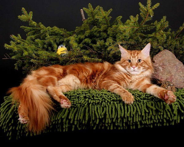 Маргарита Салькова(Попова)