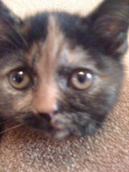 Надежда Колесник