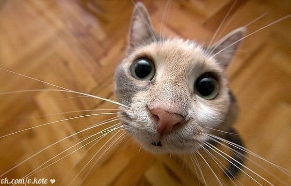 Елена Кольцова