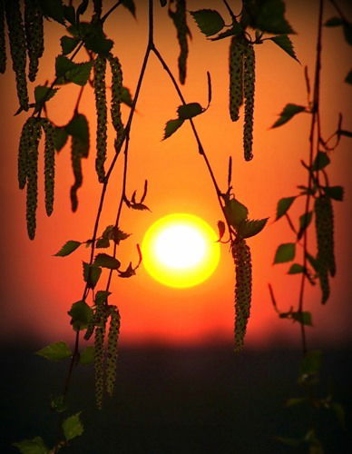 Елена Макеева