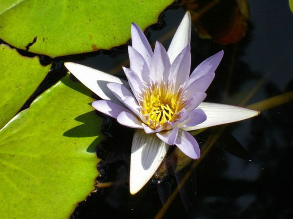 Ирина Тарасова