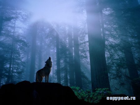 Одинокая Волчица