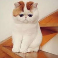 Дмитрий Волос