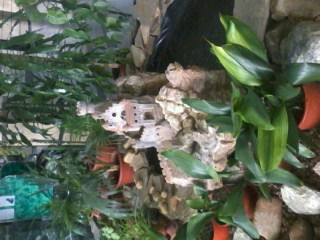 Мария Асманова