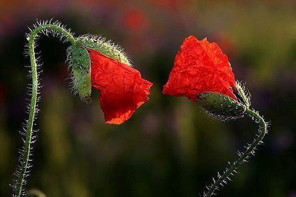 Лилия Хомык