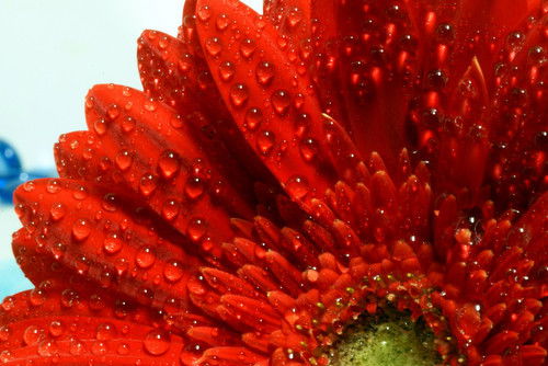 Наталья Анфимочева