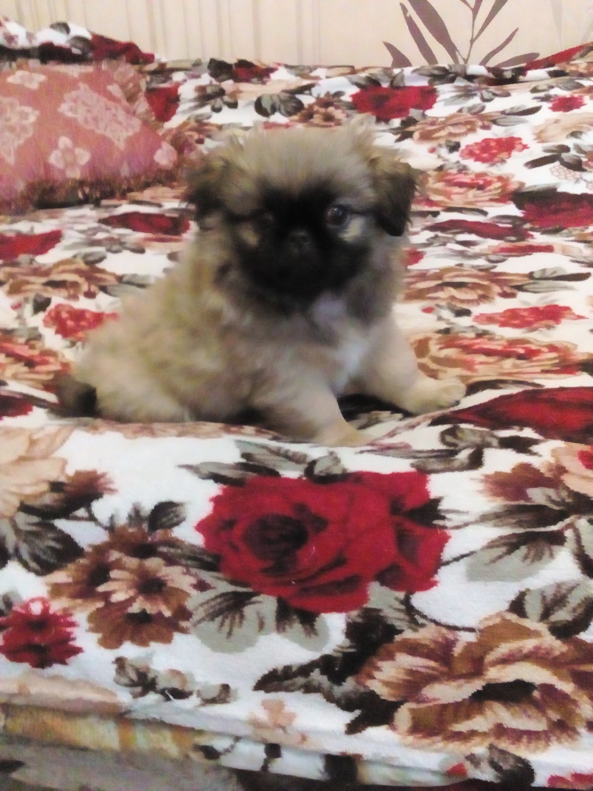 Натали Гигорьева