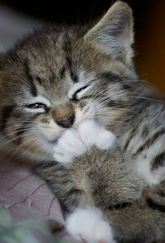 Нина Панина