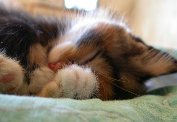 Ольга Макарова