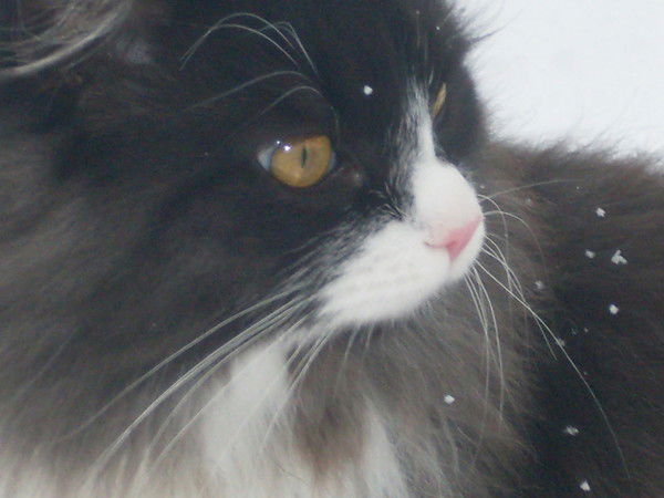 Александр Семакин