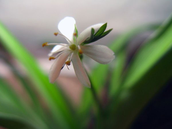 Тамара Спесивцева