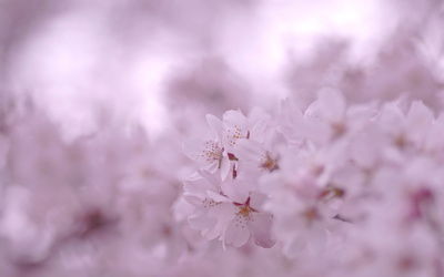 Наталья Свечникова